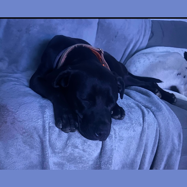 Photo of Bella (9225)