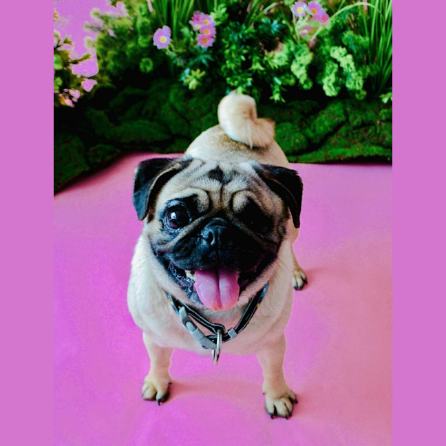 Photo of Cinderella And Ariel