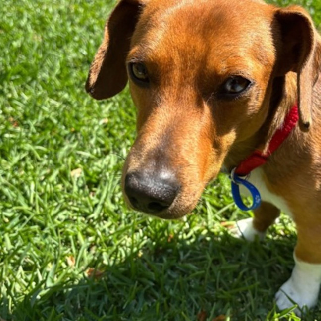 Photo of Archie