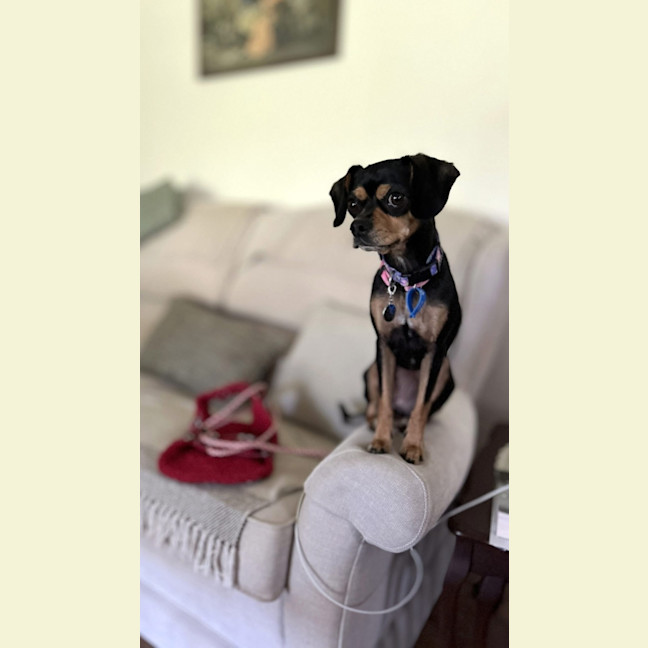 Photo of Pixie