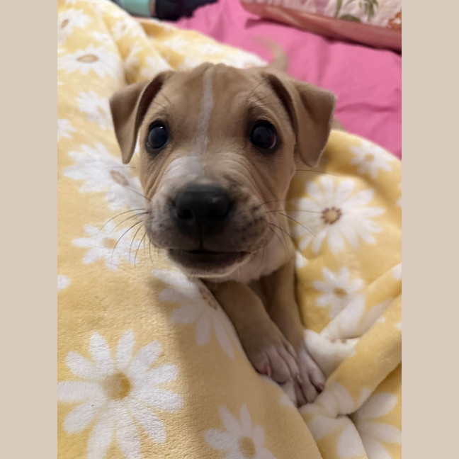Photo of Simba