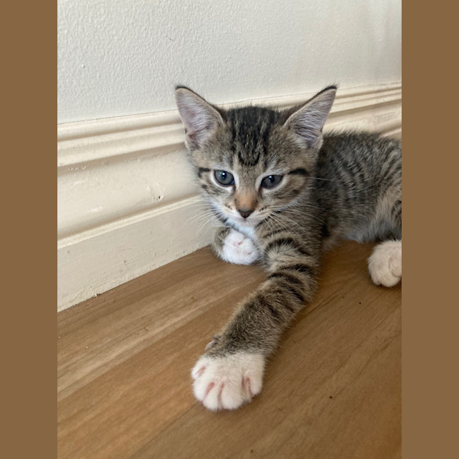 Photo of Zuri