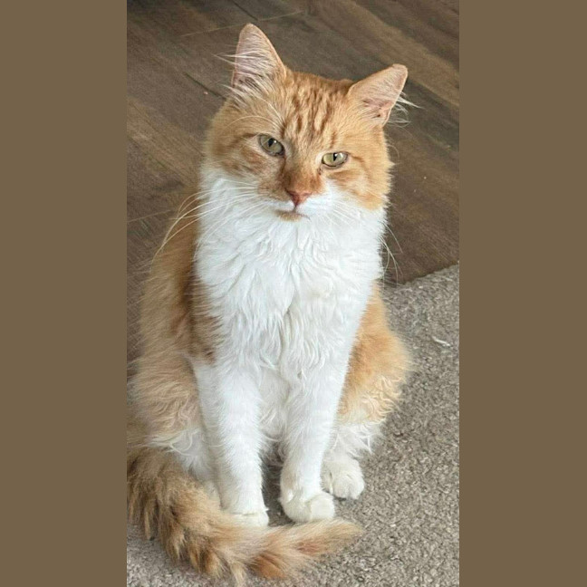 Photo of Chester 