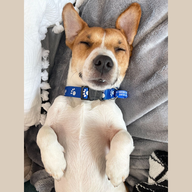 Photo of Dale   18 Month Old Jack Russell 