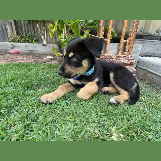 Photo of Frank   3 Month Old Husky X