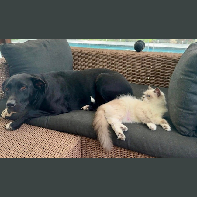 Photo of Tasha *$350 Adoption Fee*