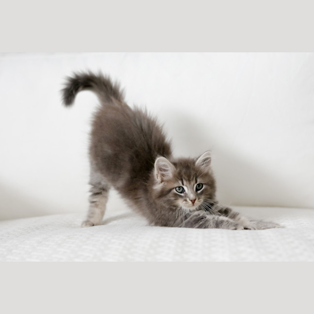 Photo of Truffle
