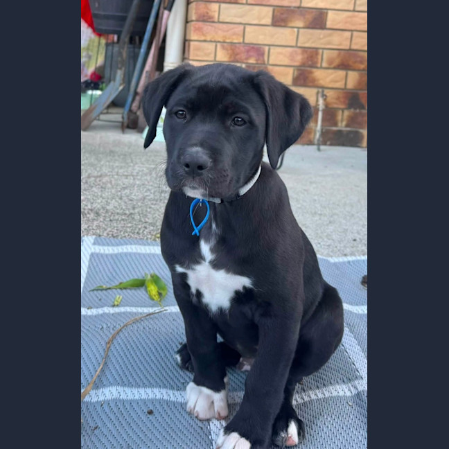 Photo of Cosmo