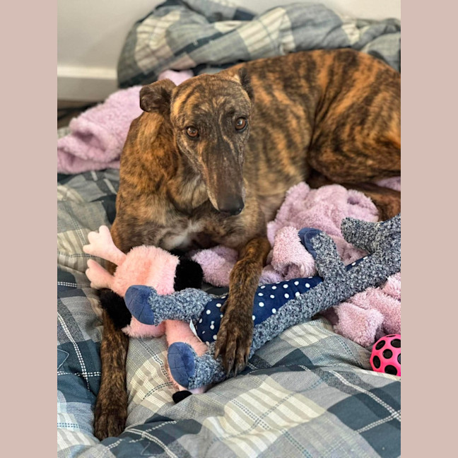 Photo of Winnie, The Greyhound