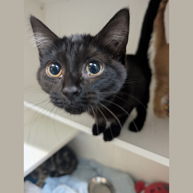 Photo of Kuromi
