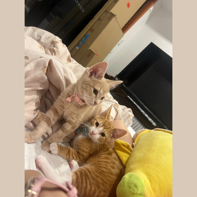 Photo of Carrot Cake