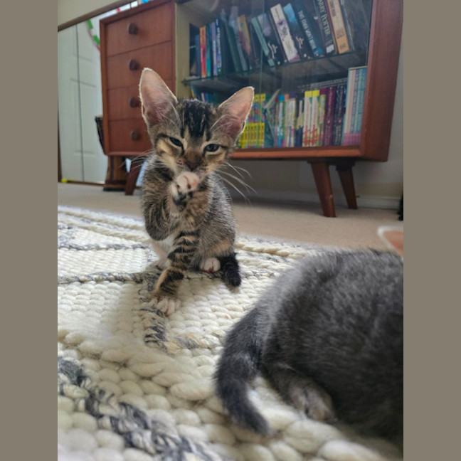 Photo of 💜 Maple 💜