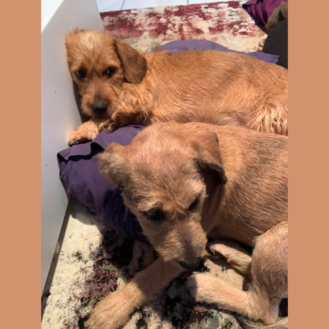 Photo of Maurice & Sheba