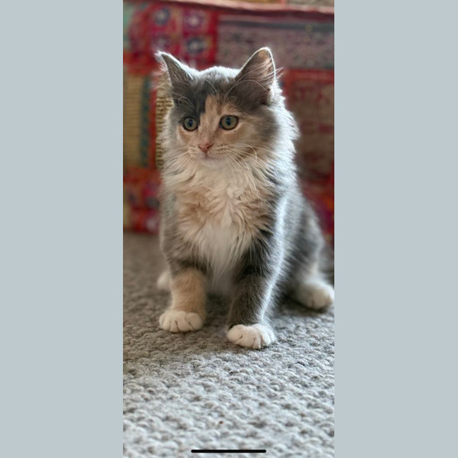 Photo of Trash Goblin Meetme@Petstock Mornington Nepean Hwy