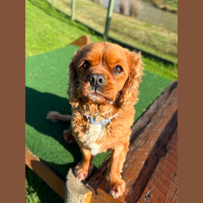 Photo of Coco
