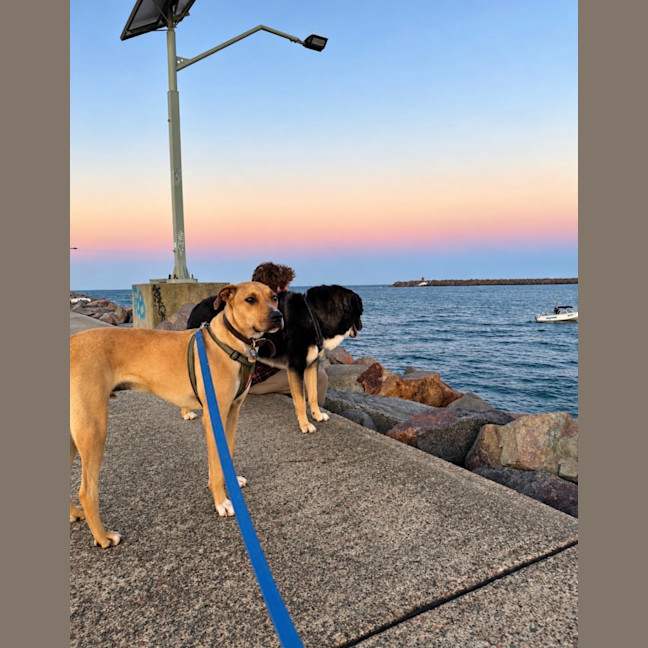 Photo of Timmy   1 Year Old Mastiff X