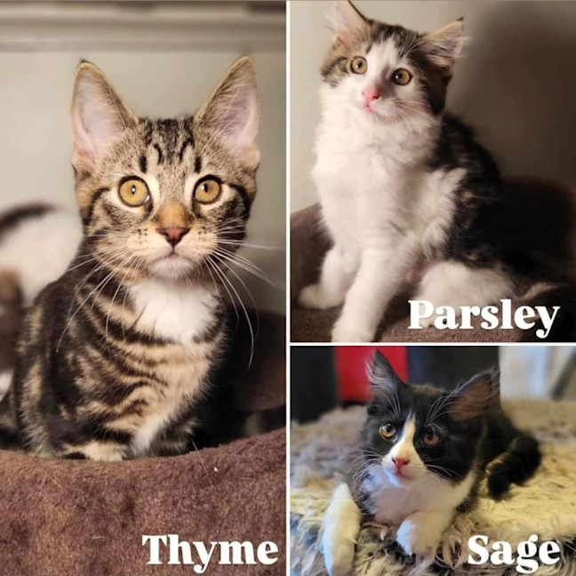 Photo of 11311/2/3   Parsley, Sage & Thyme