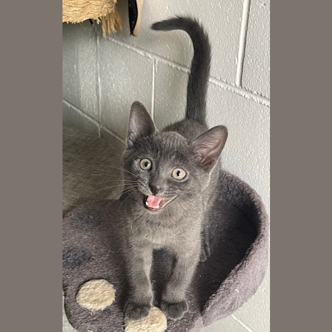 Photo of Odin