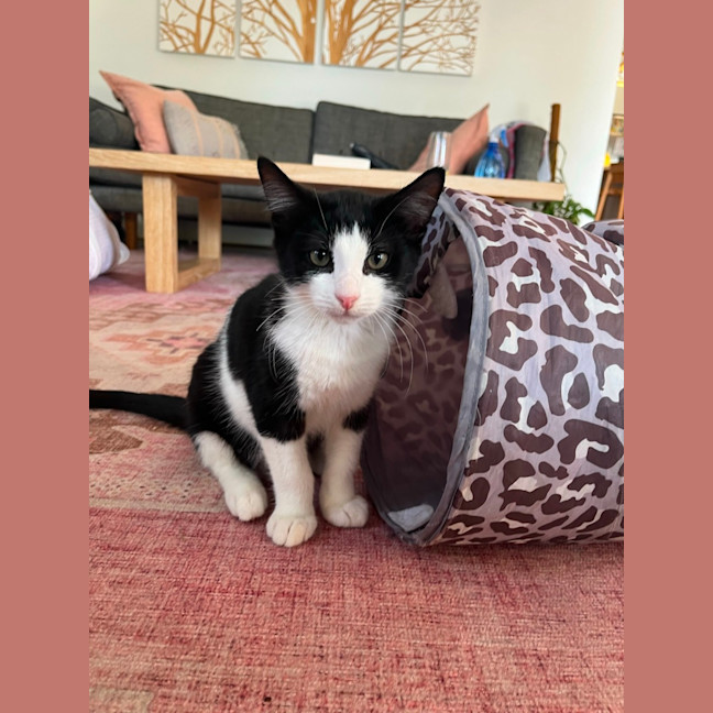 Photo of Cookie & Cream