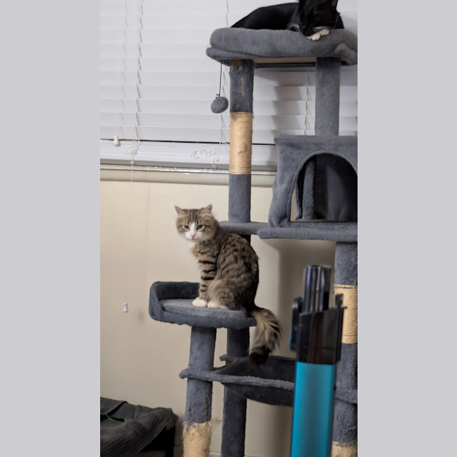 Photo of Marshmallow