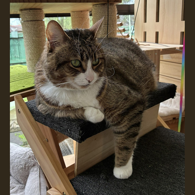 Photo of Juno