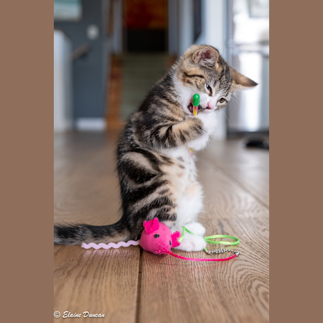 Photo of Milly