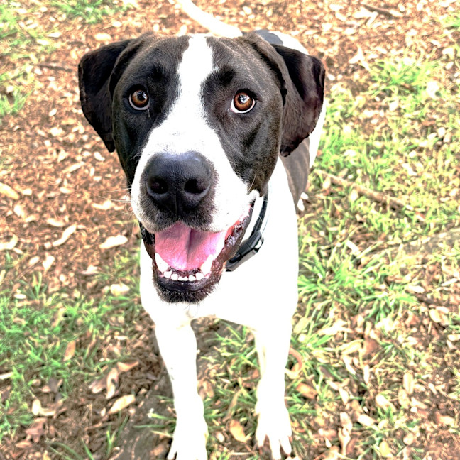 Photo of Buddy