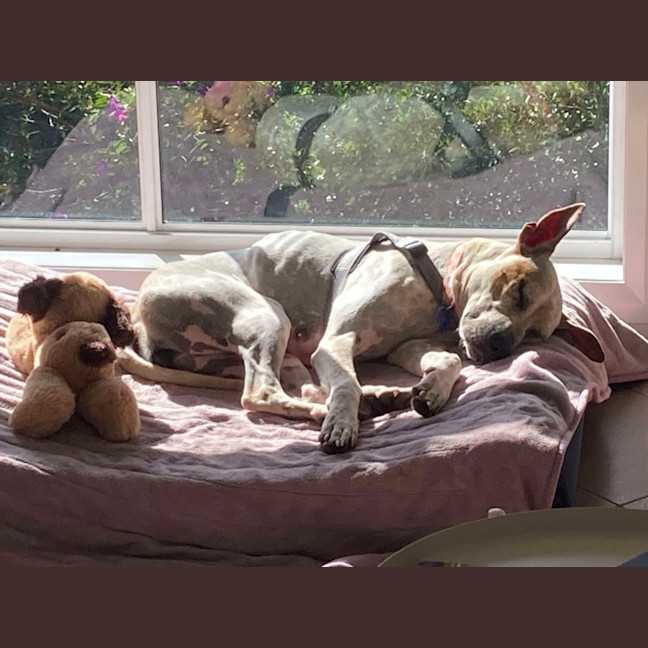 Photo of Sadie   2 Year Old Cattle Dog X