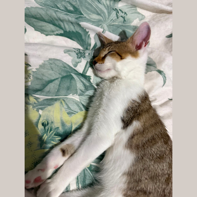 Photo of Star