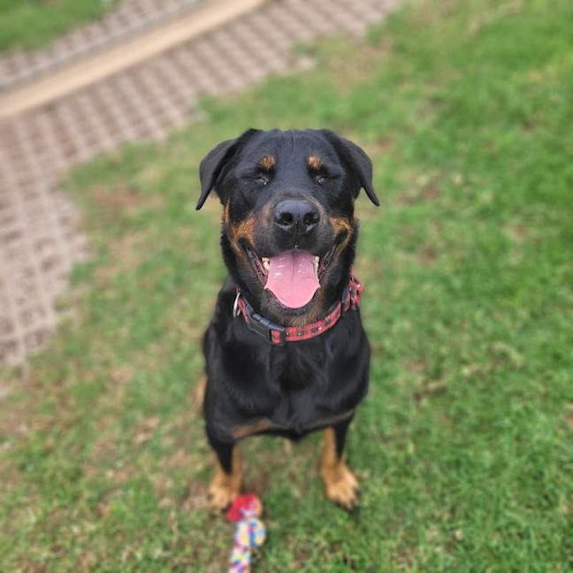Photo of Rambo