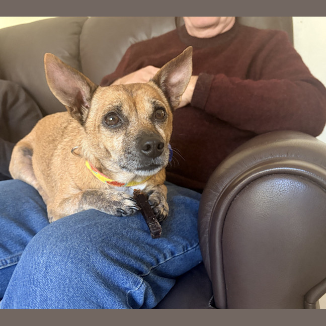 Photo of Nala 💝5yo Jack Russell X