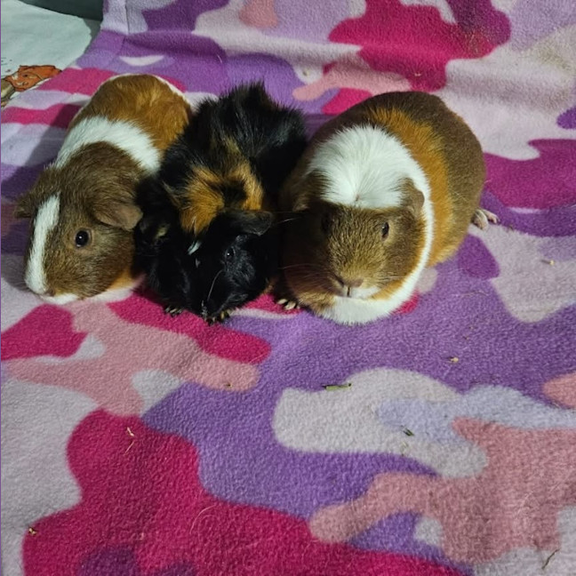 Photo of Bobbin, Cookie & Caramel
