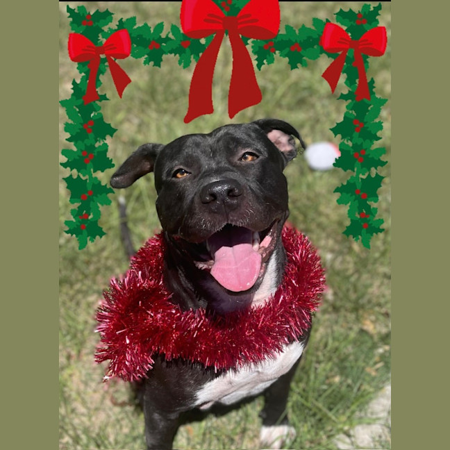 Photo of Hank (9218)