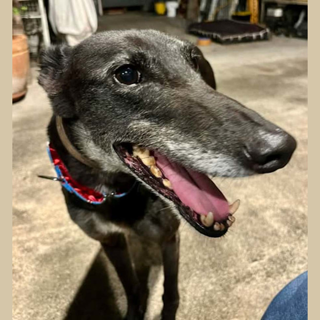 Photo of Jenny, They Greyhound