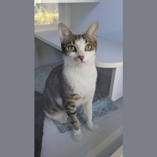Photo of Nova
