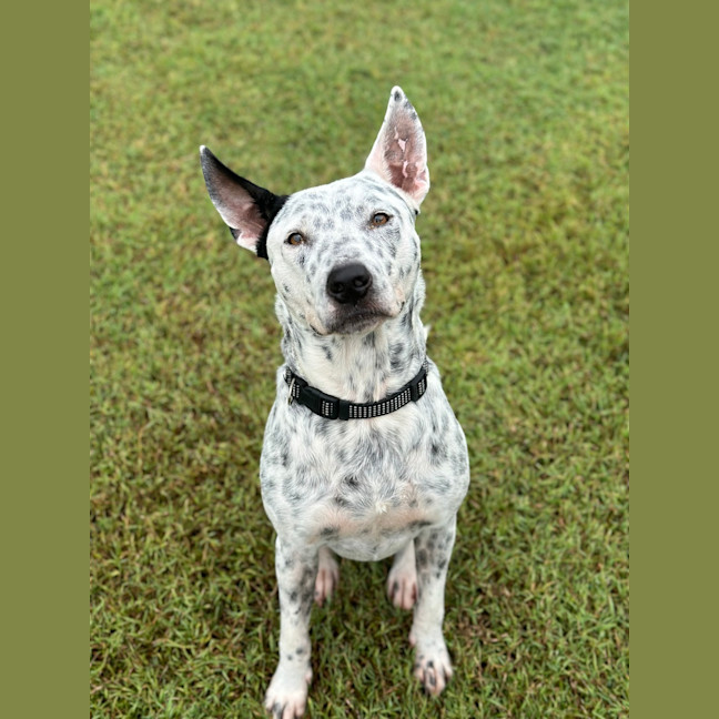 Photo of Cooper