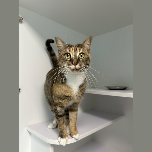 Photo of Athena