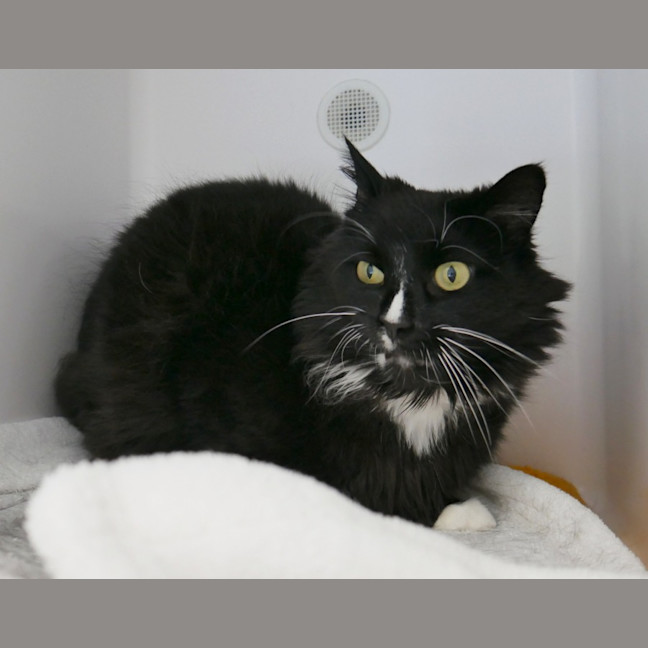 Photo of Comet Sta012518