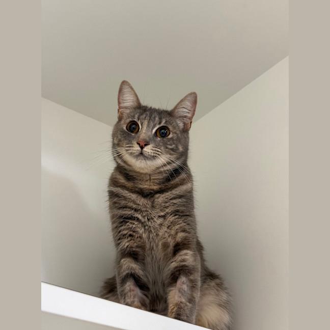 Photo of Smitten