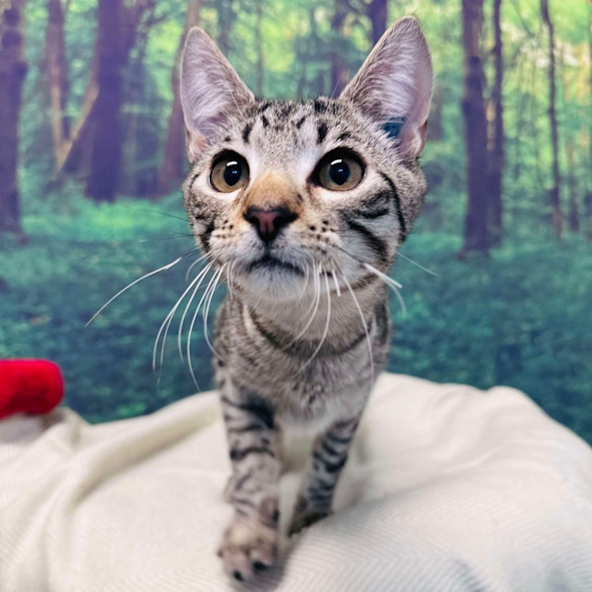 Photo of Dodge   Located In Templestowe