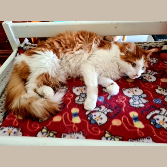 Photo of Buddy