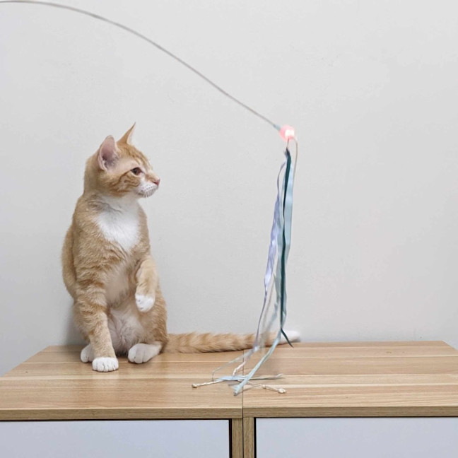 Photo of Scotty   Located In Preston