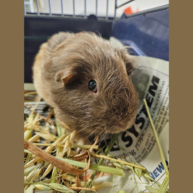 Photo of Rat