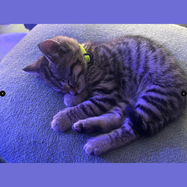 Photo of Loki