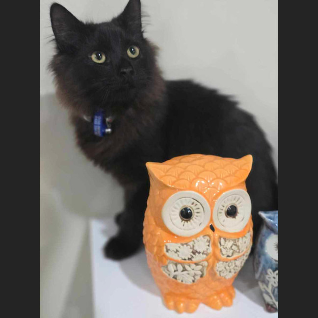 Photo of Minch   6 Month Old Domestic Mediumhair