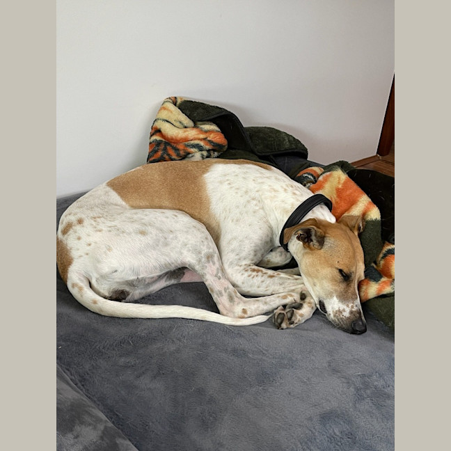 Photo of Jeena (Precious)