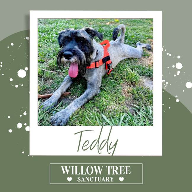 Photo of Teddy