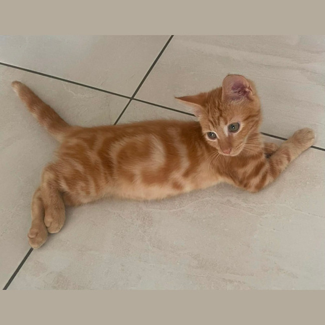 Photo of Tyson
