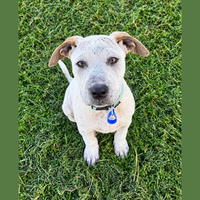 Photo of Matilda   13 Week Old Cattle Dog