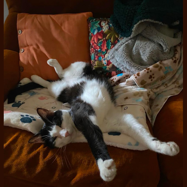 Photo of Poe *9 Lives Project Rescue*